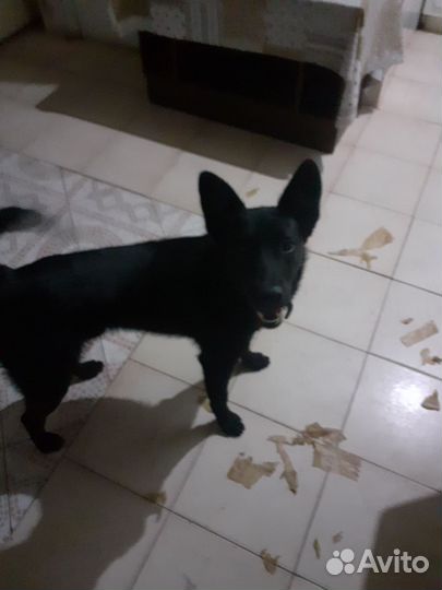 Отдам в добрые руки