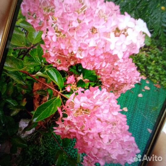 Гортензия метельчатая