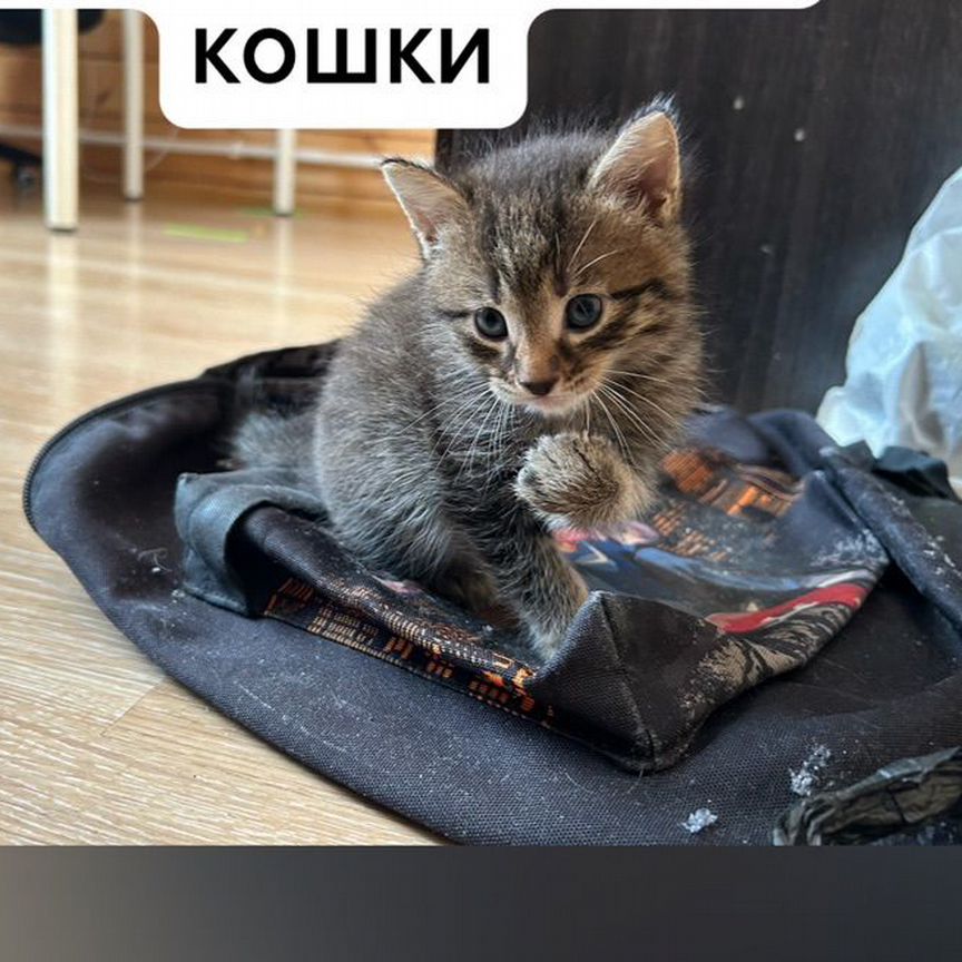 Котята