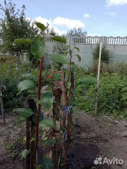 Реализую саженцы из личного плодопит-а с 1 сентябр