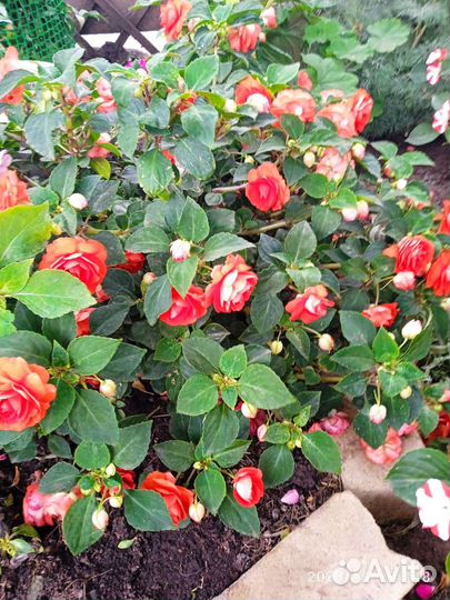 Бальзамин махровый,полумахровый,двухцветка