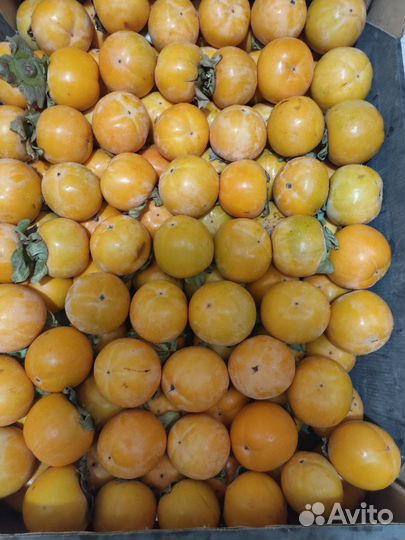 Хурма королек