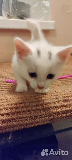 Котенок в добрые руки