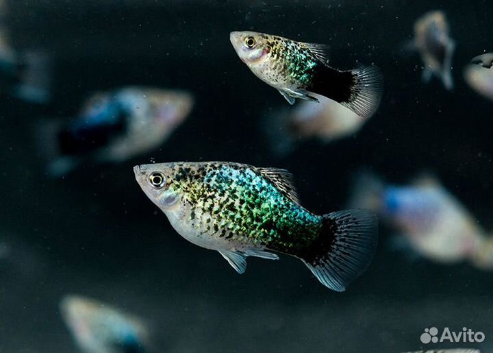 Пецилии, Анциструсы, Меченосцы