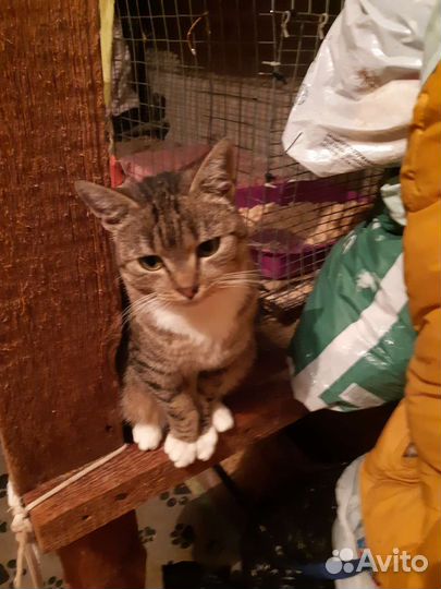 Кошечка-милашка в добрые руки