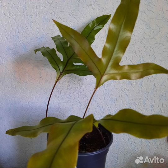 Папоротник Микросорум разнолистный