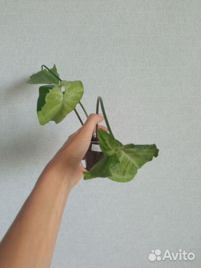 Сингониумы сортовые