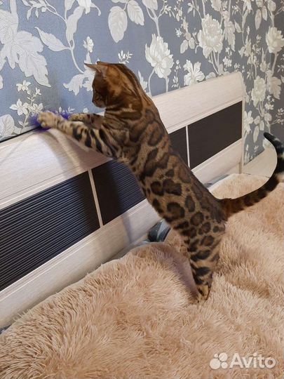 Бенгал. вязка