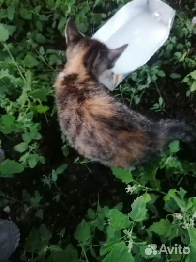 Отдам в добрые руки