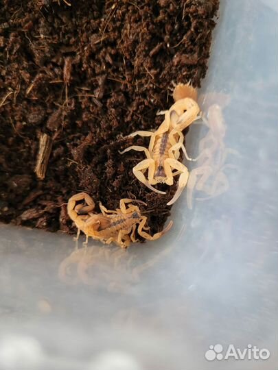 Скорпионы, мадагаскарские тараканы