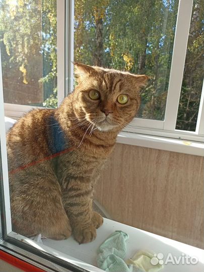 Кошка в дар бесплатно