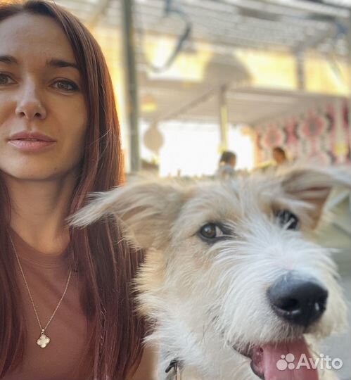 Передержка собак в домашних условиях, догситтер