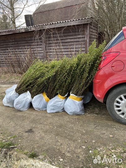 Кизильник блестящий