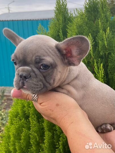 Французский бульдог