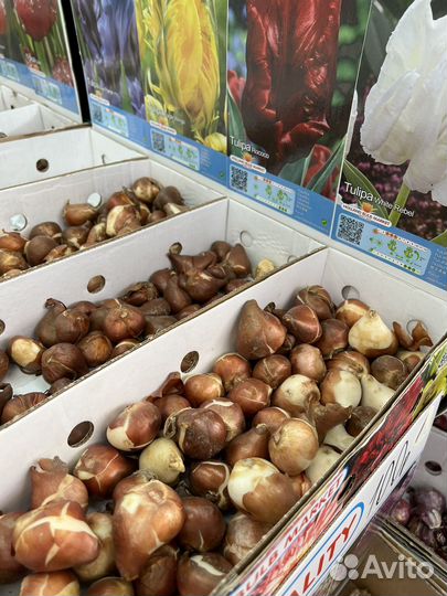 Луковицы тюльпанов и др