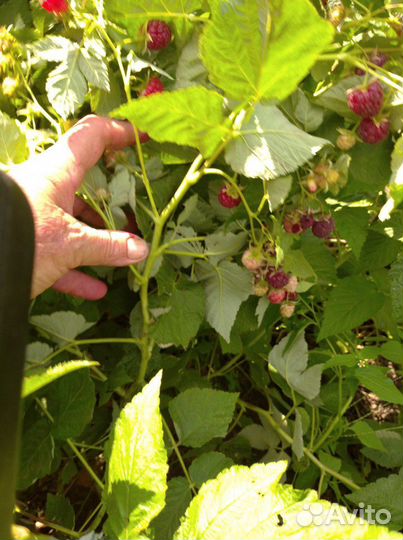 Саженцы малины
