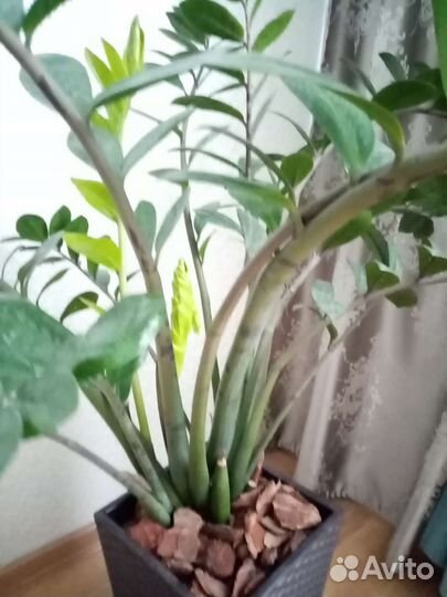 Замиокулькас