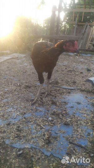 Бойцовая птица