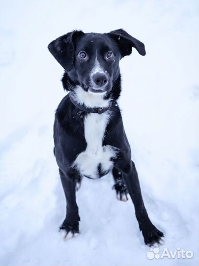 Молодая собака, девочка в добрые руки