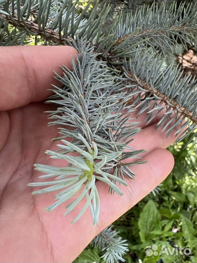 Ель низкорослая Edit 325-350 см