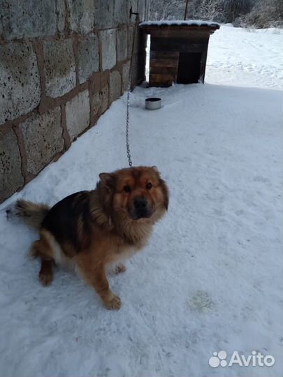 Девочка метис 5 лет