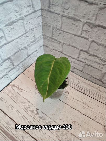 Сингониумы сортовые