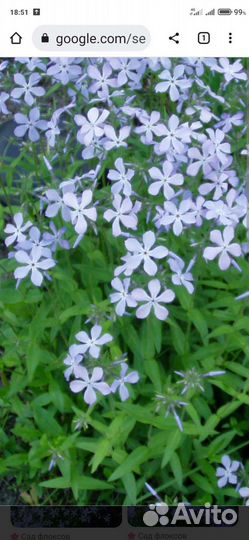 Многолетники садовые