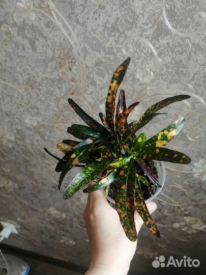 Кротоны, фикус