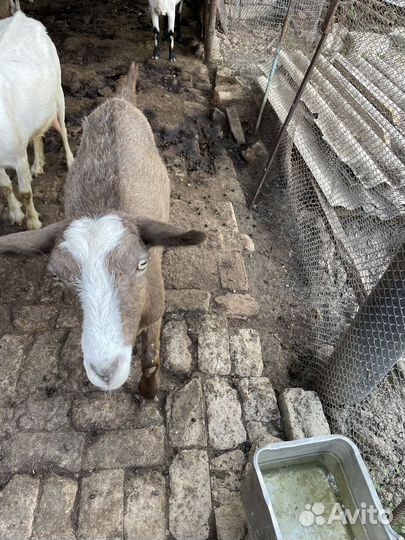 Коза дойная молочная