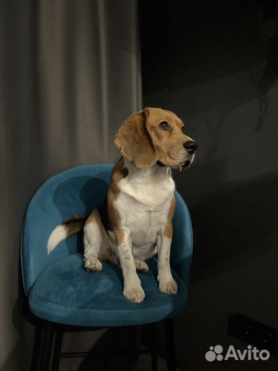 Бигль вязка