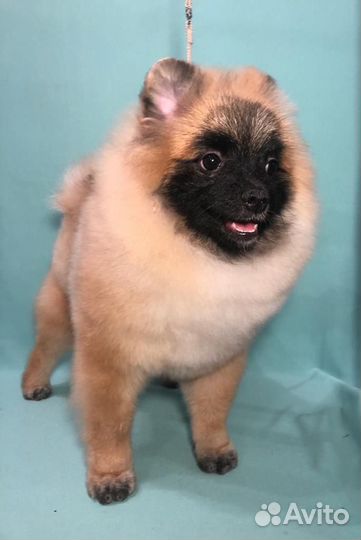 Шпиц щенок мальчик