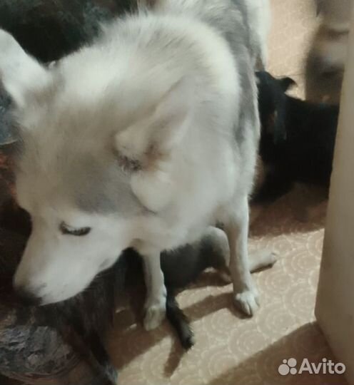 SOS щенков выкидывают. Щенки в дар