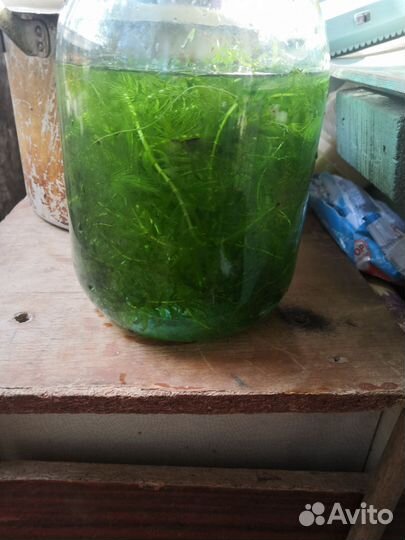 Водоросли для аквариума