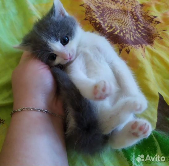 Котята в добрые руки бесплатно