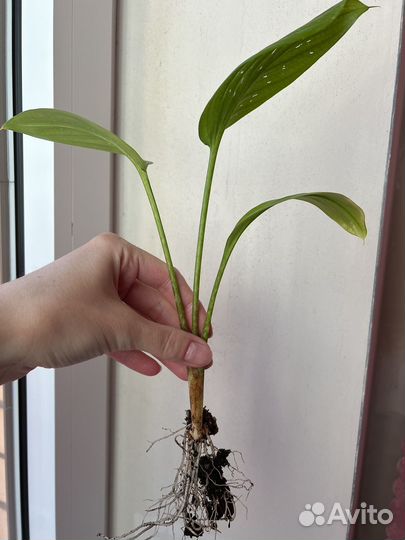 Комнатные цветы калла