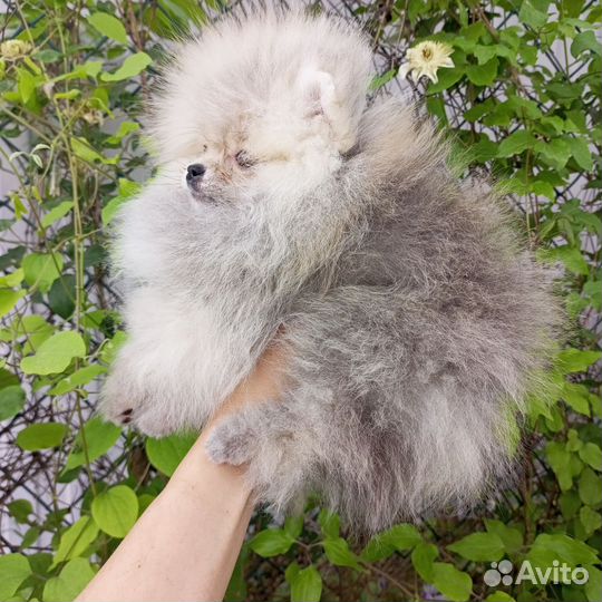 Померанский шпиц мини