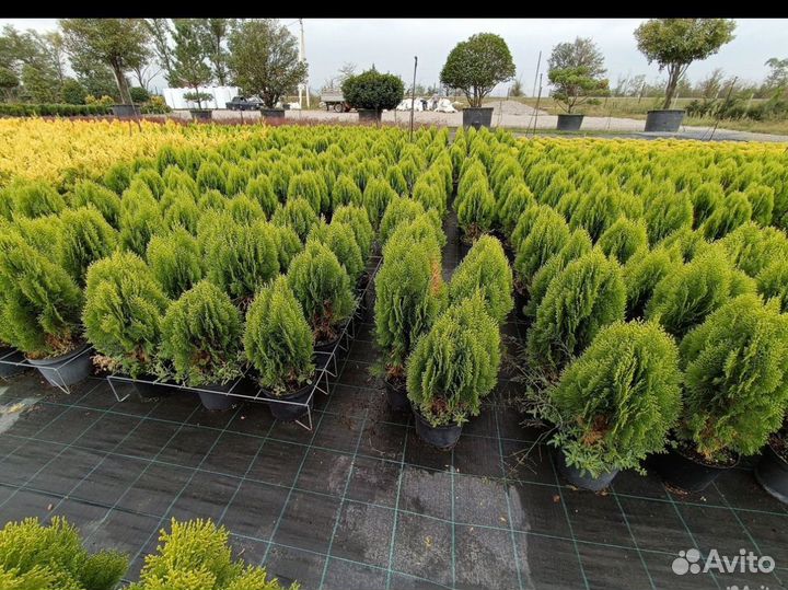 Растения для сада