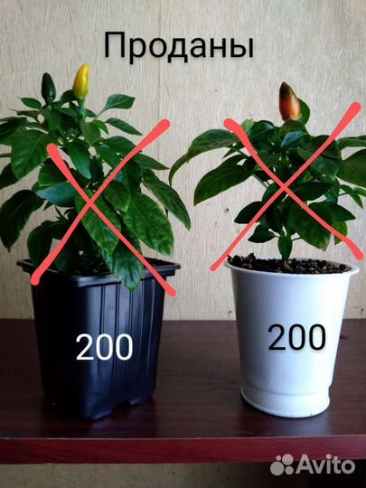 Семена острого домашнего перца