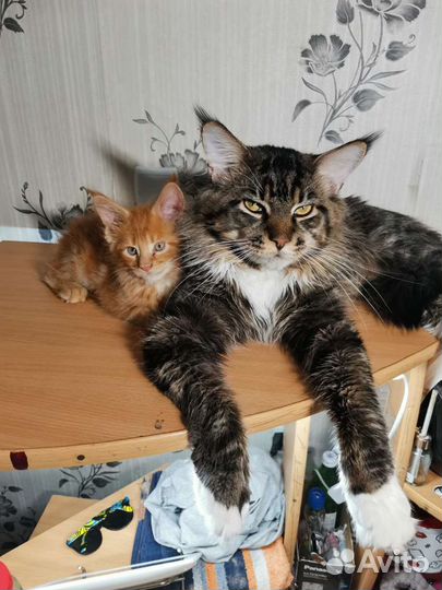 Кот мейн-кун вязка