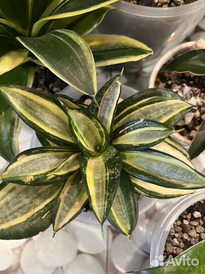 Сансевиерия сортовая