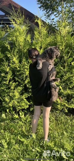 Вязка Мейн-кун