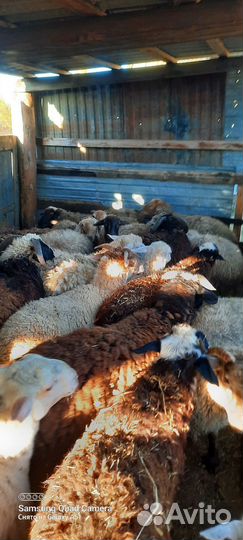 Курдючные бараны овцы