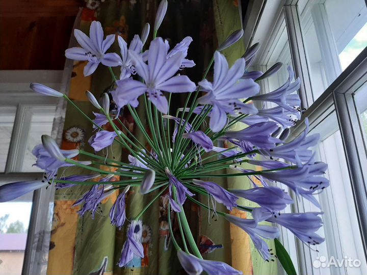 Агапантус комнатный цветок