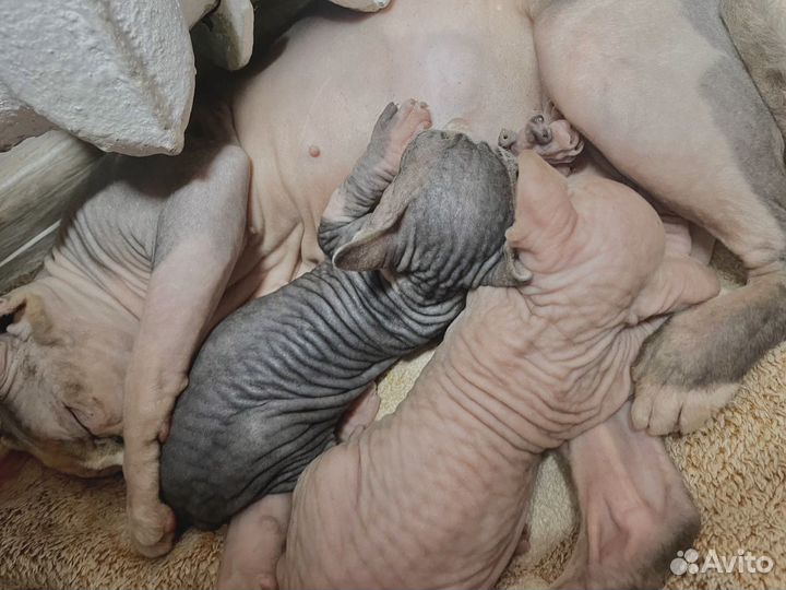 Голубоглазый Сфинкс котенок мальчик бежевый