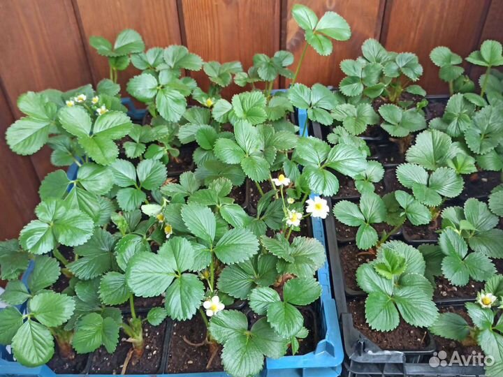 Ремонтантная клубника Мурано