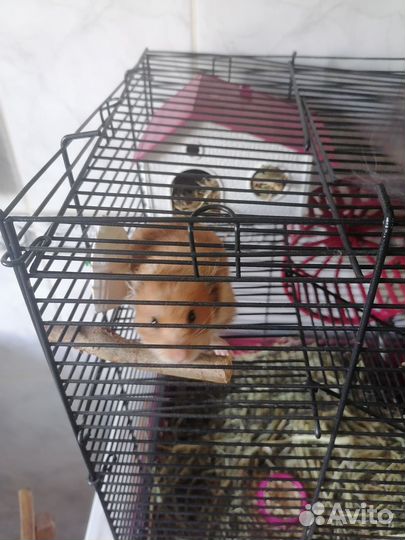 Сирийский хомяк с клеткой