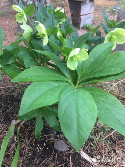 Морозник кавказский