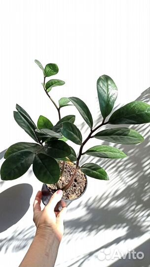 Замиокулькас Комнатные растения цветы