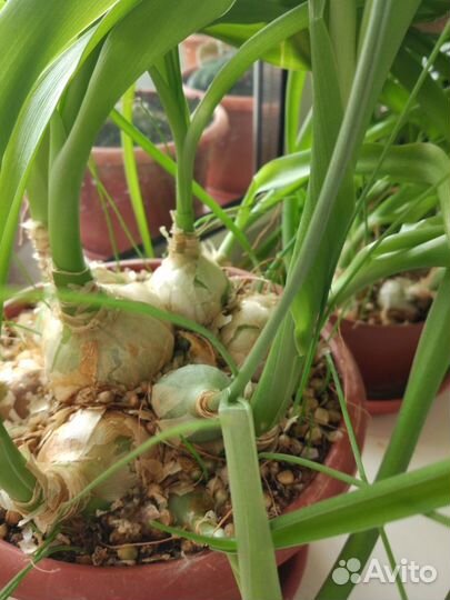 Лук индийский