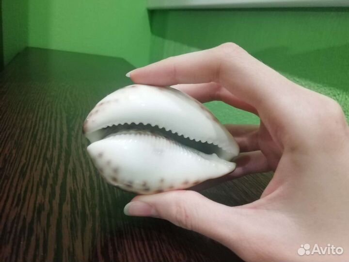 Ракушка декоративная